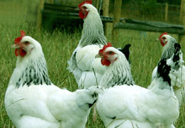 ourhens