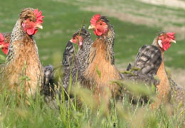ourhens2